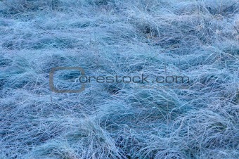 Frozen meadow grass