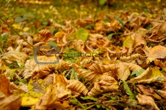 Autumn foliage