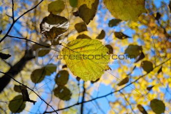 Beautiful autumn leaf