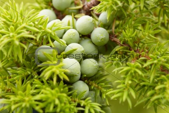 Green fruit of juniper