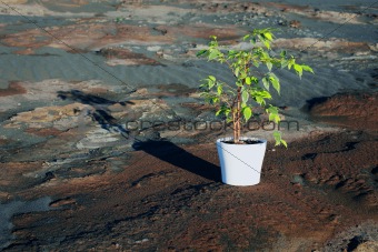 Green Ficus in pot on stony desert