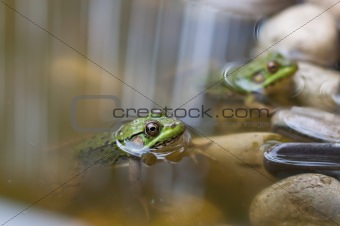 Two Green Frogs in a Pond