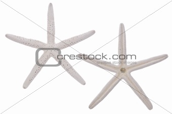Pair of White Starfish