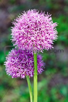 Purple allium onion blooming flower heads