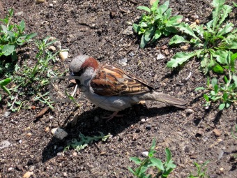 Little sparrow