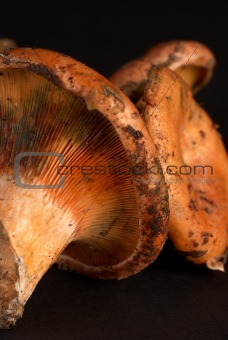 Red pine tree mushrooms