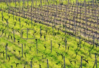 Vineyard in spring
