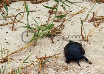 Turtle walk