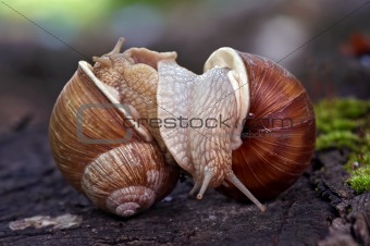 snails l