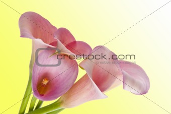 Radiant Calla Lily Background