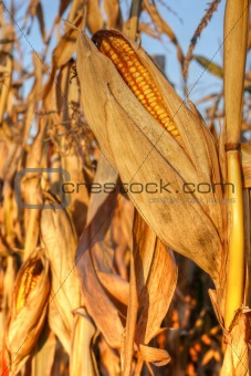 Mature corn