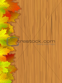 Fall coloured leaves