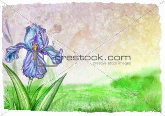 texture and blooming lilac iris