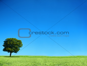 field and lonely tree