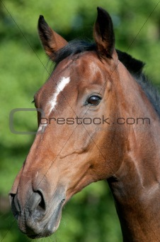 Face of Horse