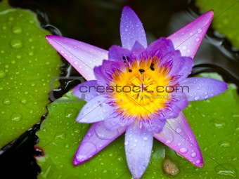 Beautiful lotus flower or waterlily in a pond