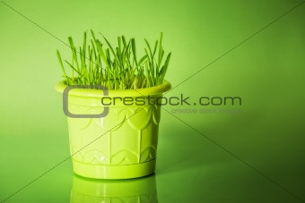 Green grass in flowerpot on green background