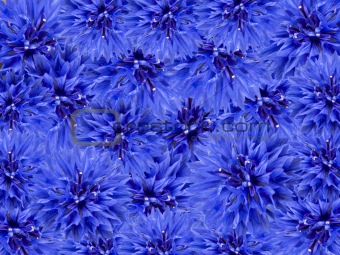 blue spring flowers floral background
