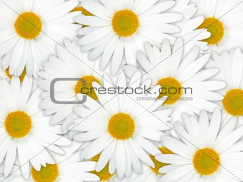 Abstract background of white flowers