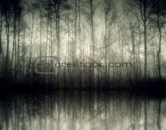 Nebel forest