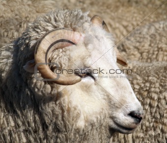 Horned Sheep