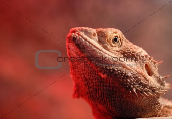 Bearded Dragon Portrait (Agaminae Pogona)