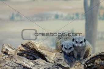 Slender-Tailed Meerkats on Log (Suricata suricatta)