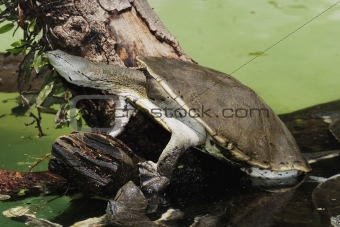 Hilaire's Side-necked Turtle