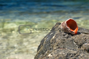 empty shell on sea rock