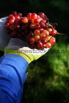Garden Grapes