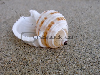 Close up shot of shell on the beach