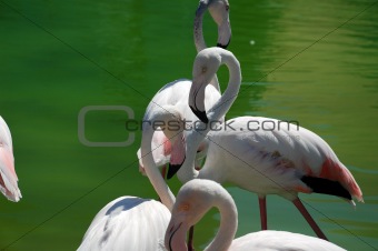 Bright colored elegant flamingo with her head on her back