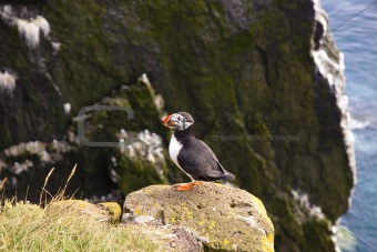 Latrabjarg - Iceland. Puffin on the rock