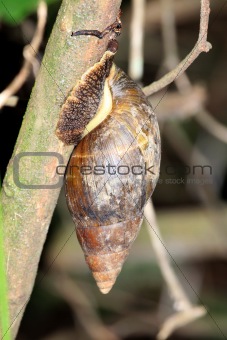 Giant Snail - Bigodi Wetlands - Uganda, Africa