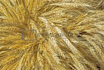 wheat spikes