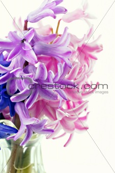 hyacinths close-up