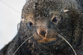 sad Fur Seal