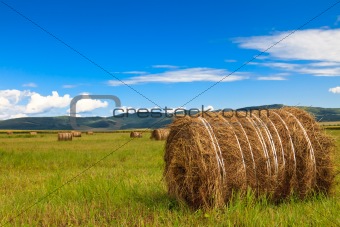 meadow of Inner Mongolia 