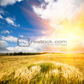 sunlight to the wheat