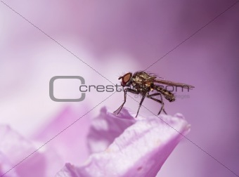 small fly on the bloom