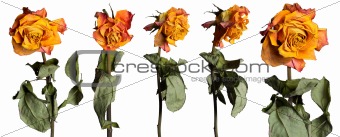 Faded roses set