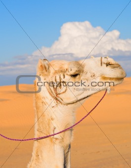 Head of white camel