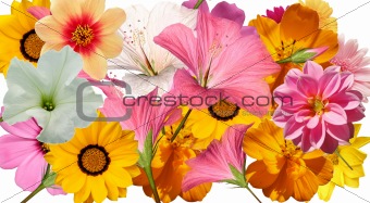 flower collage layout