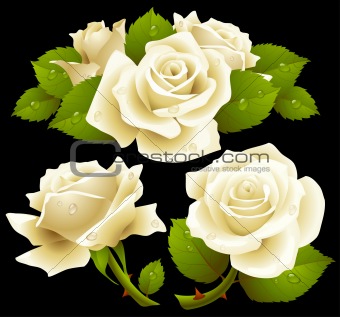 White roses set