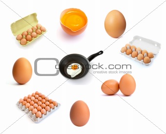 eggs group 1