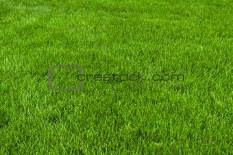 Neatly cut grass
