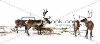Four reindeers whis harnesses