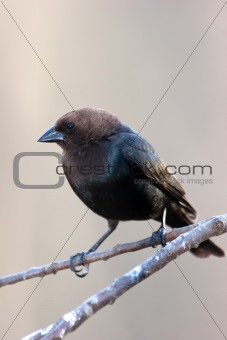 Wild Brown-headed Cowbird Perched On Branch
