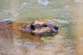 Wild North American Beaver in Ice Pond
