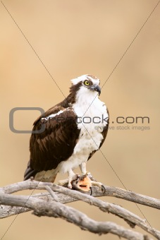 Wild Osprey with Fish In Talons